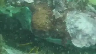 Hookah diving Stanley Tasmania