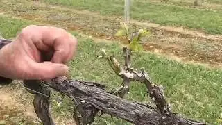 Vineyard Education   Escaping Frost Damage