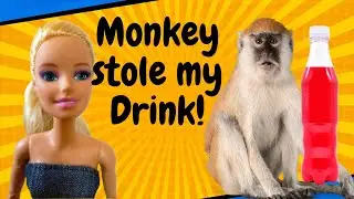 Monkey stole my drink in Batu Caves!