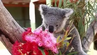 Imogen the Koala celebrates her first Valentine's Day and owns it!