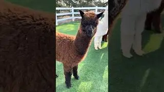 Альпакам всё сходит с рук🤣🦙 #альпака #забавныеживотные #фермерскаяжизнь #милыеживотные #любителиж...