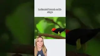 Bird impresses mate with smooth dance moves, wins dance competitions