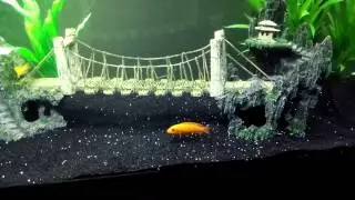 FISH ROOM TOUR