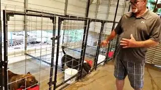 OMG 😮 EPIC TRANSFORMATION of an American Bully Kennel