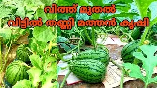 ഇ വീഡിയോ മതി തണ്ണിമത്തൻ വീട്ടിൽ കൃഷി ചെയ്യാം  പാർട്ട്‌.2/Watermelon  krishi Malayalam