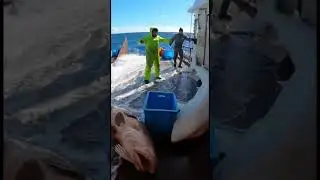 10 SECONDS OF HORROR Grouper Aboard&hellip; Albino Shark FOLLOWS! 😱🦈