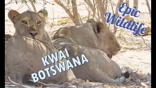 Botswana Adventure Episode 3 Maun and Kwai