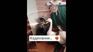 #марабу #анонимус #ball #gun #anonimus #anonymous