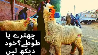 Top quality Mudray Chatray for 2022 l wednesday price update from shahpur kanjra Bakra Mandi Lahore