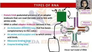 Genetic code and Eukaryotic Transcription | Molecular basis of inheritance| L4 | Class 12 | Biology