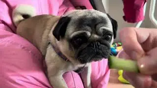 Gimme That Cucumber! 😋 Lion dog pug dog LOVES healthy dog treats!