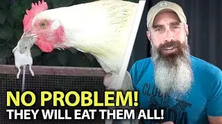 Ваши куры съедят всех мышей!