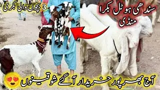 Sindhi Hotel Bakra Mandi Karachi Latest Rates Update | 28 November 2025 | Bakra Mandi Karachi. 