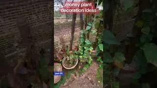 money plant decoration ideas | how to grow green pakistan | money plant care