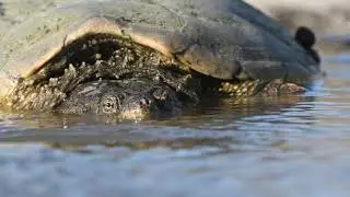 Happy Wildlife Conservation Day!