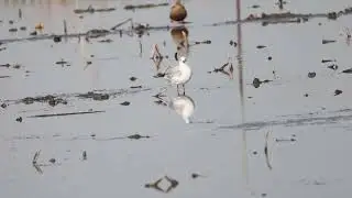 ズグロカモメ　蓮田で休憩する