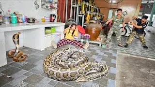 Brave Expert Rescued Young Girl From The 2 Giant Python