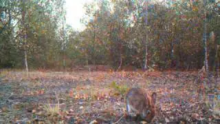 Scoutguard 550v Trailcamera