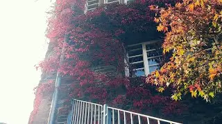 Hike to Monschau Castle - Kind Of Vlog 11