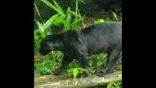 [WILDLIFE FACTS] Unmasking the Mystery: Exploring the Enigmatic World of Black Panthers