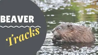 Animal Tracking for Kids | Beaver Tracks | This is video 2 of a 4 part beaver series