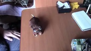 собака заводная из СССР