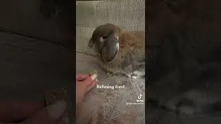 Signs your rabbit is in stasis