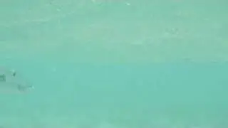 UW Bonefish
