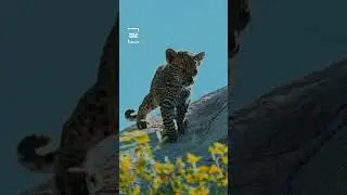 Leopard Cubs Exploring the Wild 🌿🐆 | Cinematic Wildlife Short