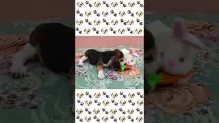 Puppy 🐶 Sees Her First Toy 🧸 SO EXCITED 😍 #shorts #firsttoy #viral #doglover #beagle #pets