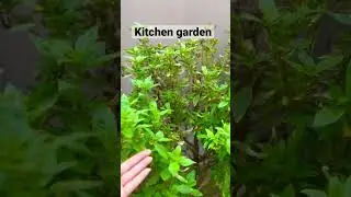 #healtylife #nature #organic #plants #gogreen