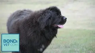 Clover Has Been Eating TOO Much 😮 🐶 | BondiVet.Com