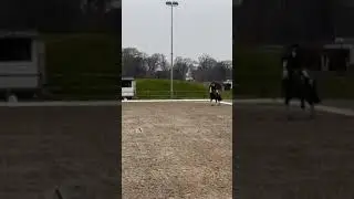 A pretty straight centre line. #cobs #horse #equinelearning #learningtoride