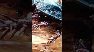 Giant burrowing Cockroach