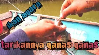 mancing ikan muara tehnik handline
