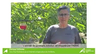 Lutte biologique contre la drosophila suzukii : Enjeu pour la filière cerise en Ardèche - Episode 1