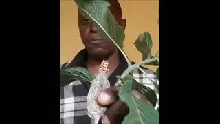 Bitterleaf + Alligator Pepper Combo: The Natural Poultry Cure Big Pharma Doesn&rsquo;t Want Farmers to Use