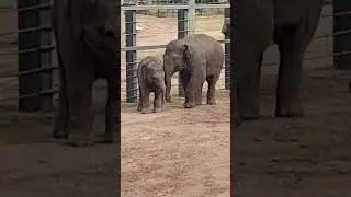 Baby elephants showing off #elephant #babyanimals #dubbo  #dubbozoo