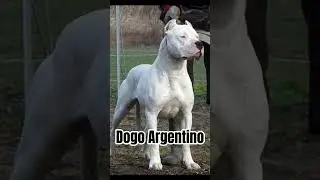 7 Strongest Dog you must know #sonic #sonicthehedgehog #shortvideo #fypシ #goviral #puppy