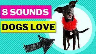 8 SOUNDS DOGS LOVE - Dog Sounds