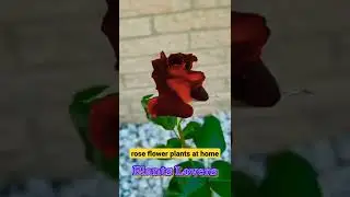 2 1 best climbing Rose plants // gulab ka phool // lata gulab ka paudha // bel gulab ka paudha#roses