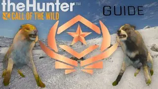 The Shortest great one Gray Wolf GUIDE you need! HM & non HM | The Hunter Call of the Wild