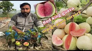Red king guava farming//Where to buy Red King guava plant// 2026 New variety Guava full information 