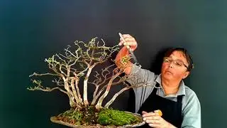 Poda de Refinamento - Yose-Ue