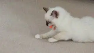 Cat Olympics