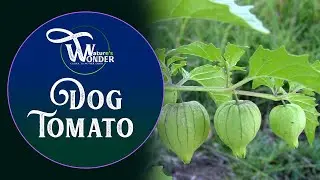 Cutleaf Ground Cherry, dog tomato