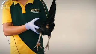 Alamin natin ang sakit na Fowl Cholera at papano eto maiiwasan at gagamutin...