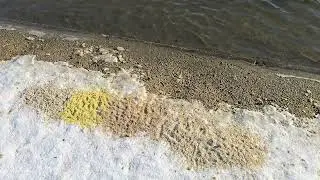 Хотела покормить уток, а наелись голуби