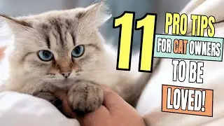 11 Ways to Win YOUR CATs Heart Forever