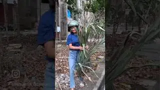 Part 2: Of snake plant rescue ☘️🐍🪴#reels #plants #viralshorts #gardening #snakeplant #ytshorts#yt